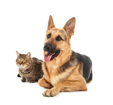 Sevimli kedi ve köpek beyaz arka plan üzerinde. Hayvan dostluk