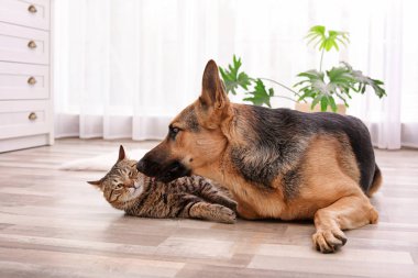 Sevimli kedi ve köpek birlikte evde istirahat. Hayvan dostluk