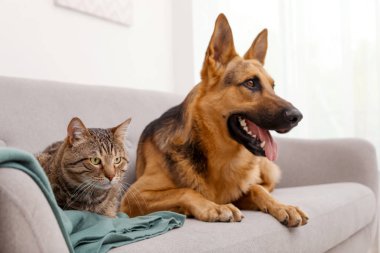 Sevimli kedi ve köpek birlikte kanepede kapalı dinlenme. Hayvan dostluk