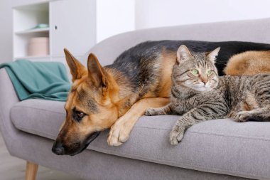 Sevimli kedi ve köpek birlikte kanepede kapalı dinlenme. Hayvan dostluk
