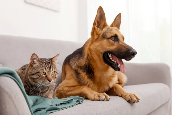 Adorable cat and dog resting together on sofa indoors. Animal friendship