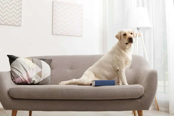 Labrador Kuning Menggemaskan Retriever Sofa Dalam Ruangan — Stok Foto