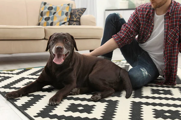 可爱的棕色拉布拉多猎犬与主人在家里 — 图库照片