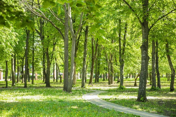 Beautiful green trees in park on sunny spring day