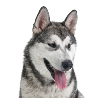 Alaskan Malamute köpek beyaz arka plan üzerinde