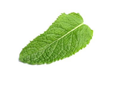 Beyaz arkaplanda taze yeşil nane yaprağı