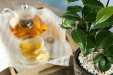 Arka plan bulanık, closeup üzerinde yeşil yaprakları ile çay Funda
