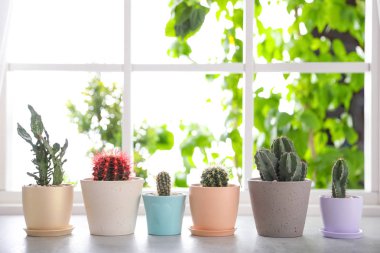 Pencere tencere güzel farklı kaktüsler