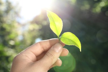 Yeşil tutan kadın çay bitki bulanık arka plan üzerinde bırakır.