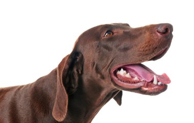 Alman Shorthair beyaz arkaplanda Pointer köpeği