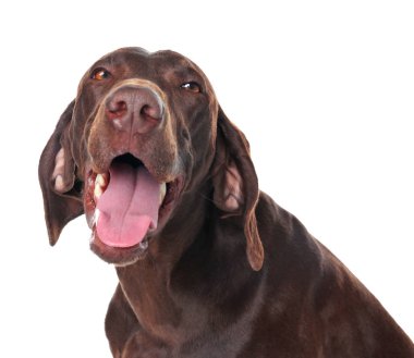 Alman Shorthair beyaz arkaplanda Pointer köpeği
