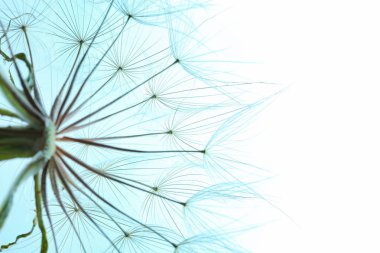 Renk arka plan, karahindiba tohum başına yakın çekim