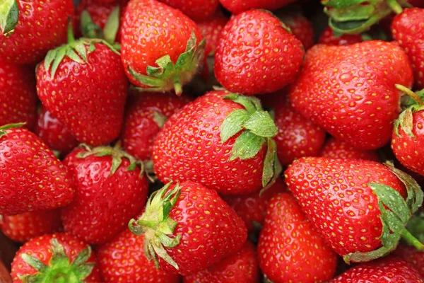 Muchas Fresas Rojas Maduras Como Fondo Primer Plano — Foto de Stock