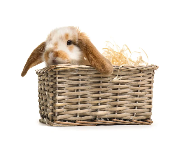 Cute Bunny Wicker Basket White Background — Stock Photo, Image