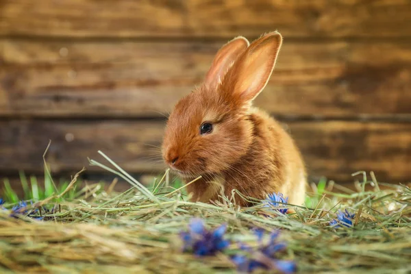 Bedårande Röd Bunny Halm Mot Suddig Bakgrund — Stockfoto