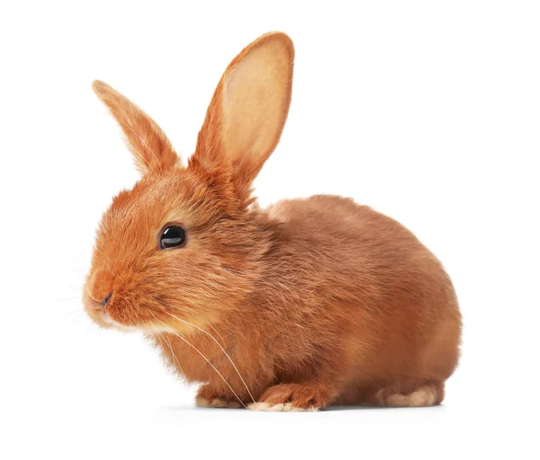 白色背景可爱的蓬松兔兔 — 图库照片