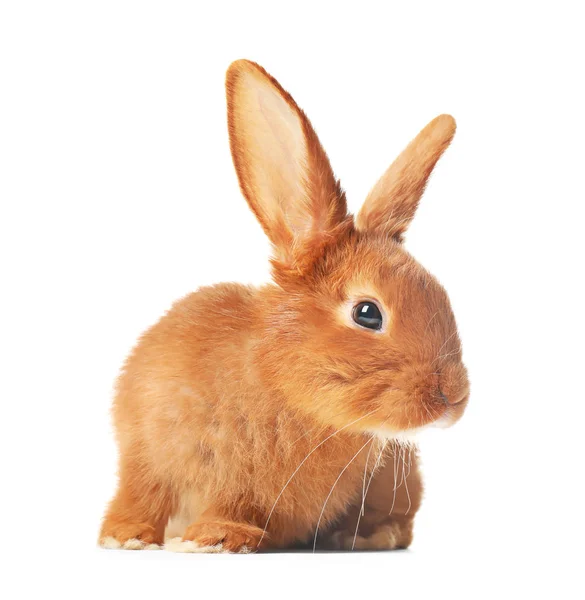 Adorable Fluffy Bunny Rabbit White Background — Stock Photo, Image