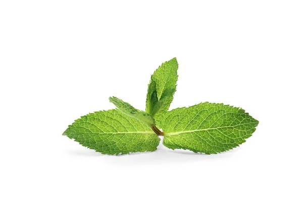 Fresh Green Mint Leaves White Background — Stock Photo, Image