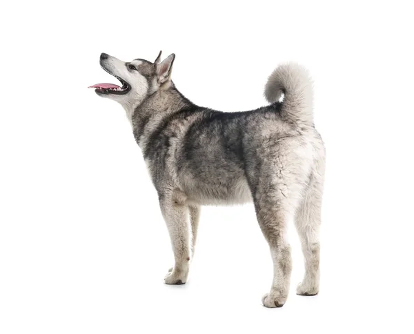 Cute Alaskan Malamute Dog White Background — Stock Photo, Image