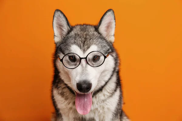 Cute Alaskan Malamute Dog Eyeglasses Color Background — Stock Photo, Image