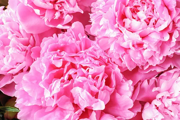 Lindas Flores Peônia Perfumadas Como Fundo — Fotografia de Stock