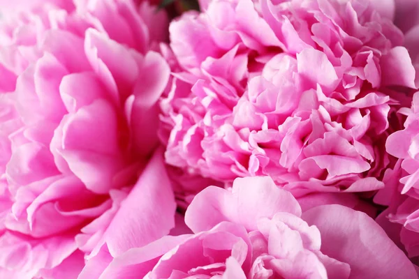 Lindas Flores Peônia Perfumadas Como Fundo — Fotografia de Stock