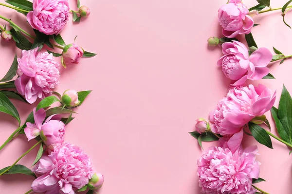 色の背景上の美しい香り牡丹の花 — ストック写真