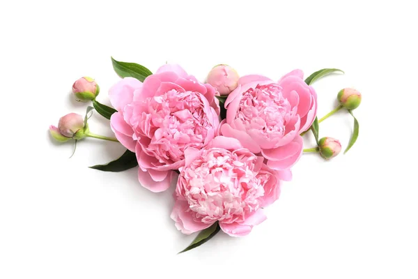 Beautiful Fragrant Peony Flowers White Background — Stock Photo, Image