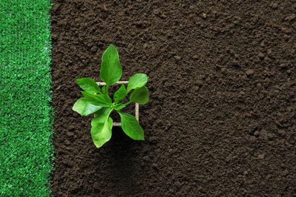 Young green plant on soil, top view. Professional gardening