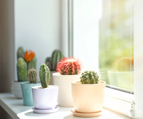 Indah Berbeda Kaktus Dalam Pot Jendela — Stok Foto