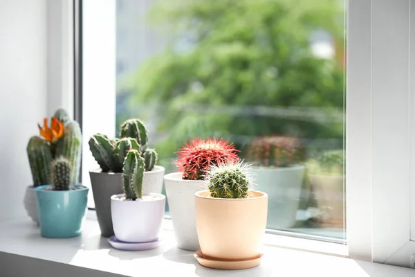 Indah Berbeda Kaktus Dalam Pot Jendela — Stok Foto