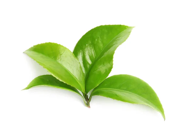 Folhas Verdes Planta Chá Fundo Branco — Fotografia de Stock