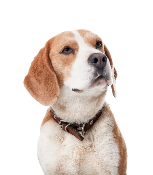 Roztomilý Beagle Psa Bílém Pozadí — Stock fotografie