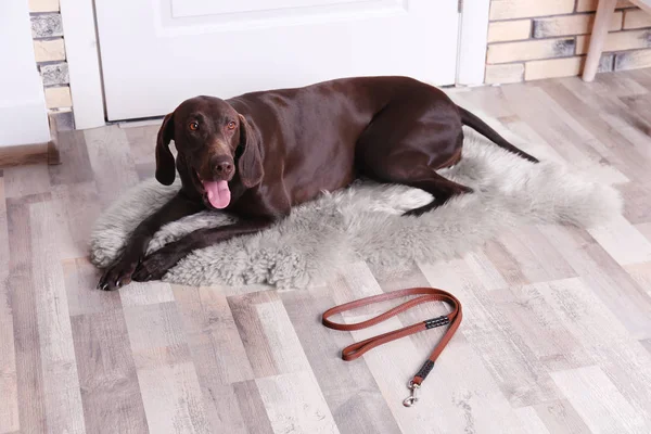 German Shorthaired Pointer Perro Acostado Correa Suelo Cerca Puerta — Foto de Stock