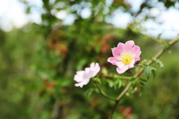 Oddział Dziki Krzew Kwitnących Kwiatów Zbliżenie — Zdjęcie stockowe