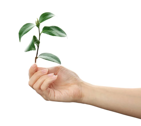 Mulher Segurando Ramo Planta Chá Fundo Branco — Fotografia de Stock