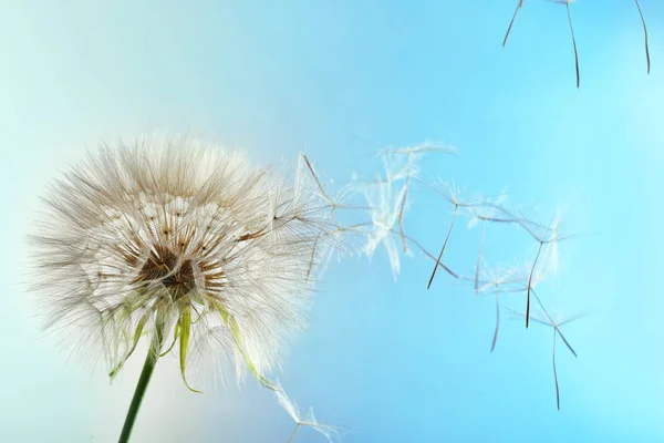 White dandelion seed head on color background