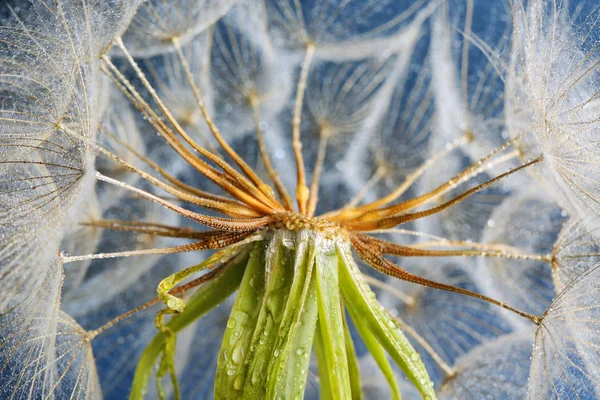 Löwenzahnkopf Mit Tautropfen Auf Farbigem Hintergrund Nahaufnahme — Stockfoto