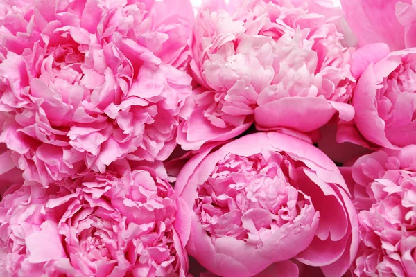 Beautiful Fragrant Peony Flowers Background Stock Photo