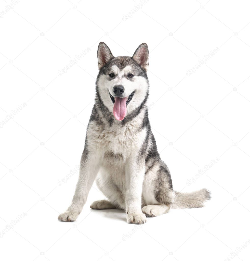 Cute Alaskan Malamute dog on white background
