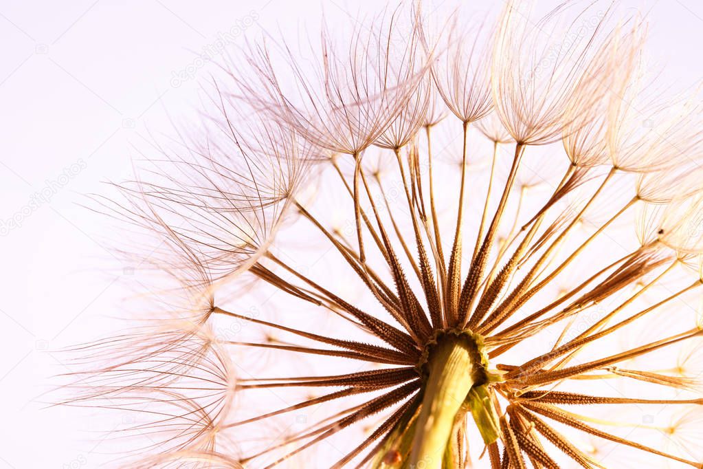 Dandelion seed head on light background, close up