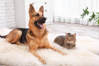 Sevimli kedi ve köpek birlikte tüylü halı üzerinde kapalı dinlenme. Hayvan dostluk