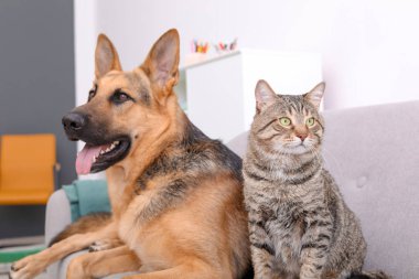 Sevimli kedi ve köpek birlikte kanepede kapalı dinlenme. Hayvan dostluk