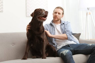 Kanepede kapalı sahibi ile çok güzel kahverengi labrador geri almak