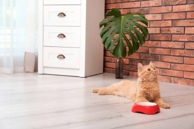 Şirin kedi evde zemin ıslak zeminde yakınındaki yalan