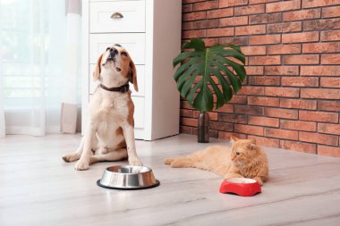 Sevimli kedi ve köpek evde kase yakınındaki. Hayvan dostluk