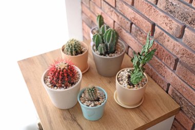 Çiçeklik yakınındaki duvara masada güzel kaktüsler