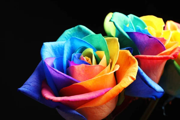 Niesamowite Rainbow Rose Kwiaty Czarnym Tle — Zdjęcie stockowe