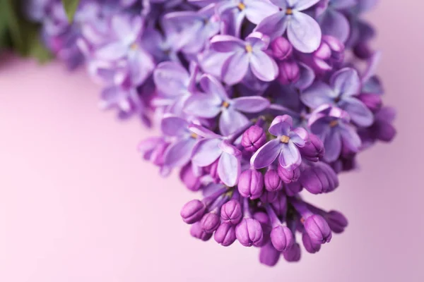 Hermosa Flor Lila Sobre Fondo Color Flores Primavera — Foto de Stock
