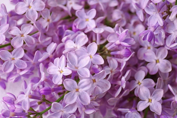 Belle Floraison Lilas Comme Fond Gros Plan Fleurs Printemps — Photo